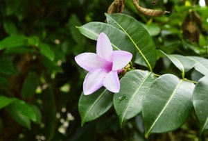 NICA flower